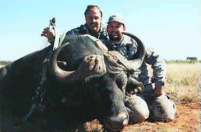 Cape Buffalo