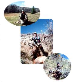 Whitetail