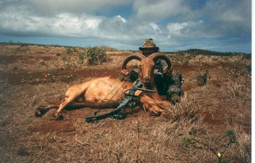 Aoudad