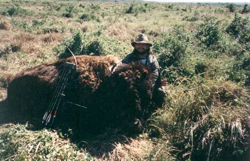 Bison