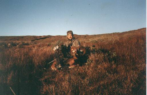 Mouflon