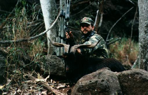 Feral Goat