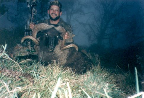 Feral Goat