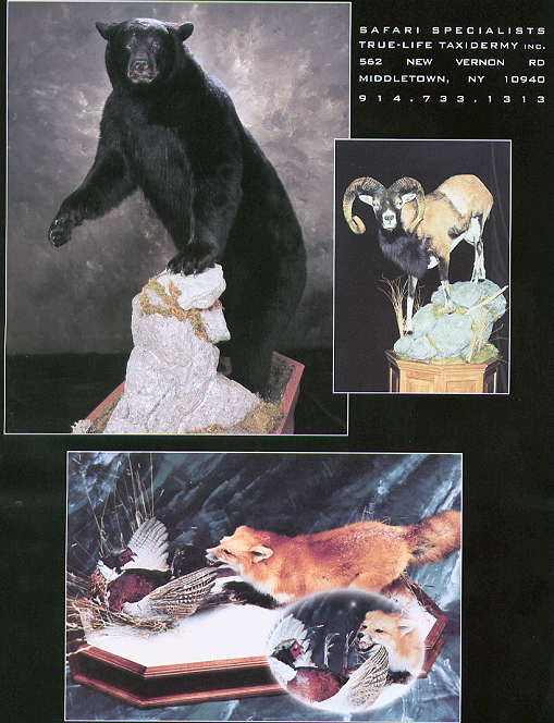 Safari Specialists — Black Bear, Aoudad, and Red Fox mounts